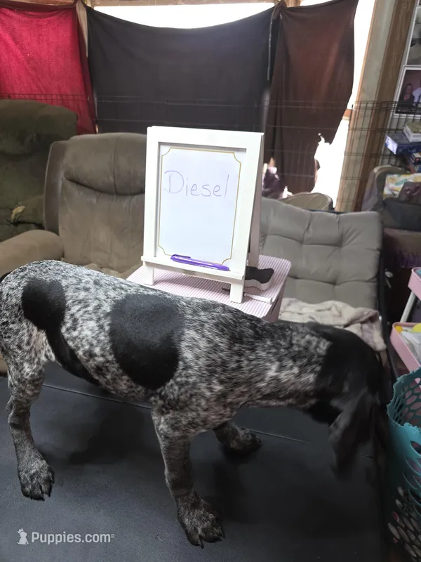 Diesel  – German Shorthaired Pointer puppy for sale in Custer, WI