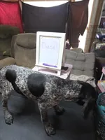 Diesel , a male German Shorthaired Pointer for sale in Custer, WI – Photo 1 of 2