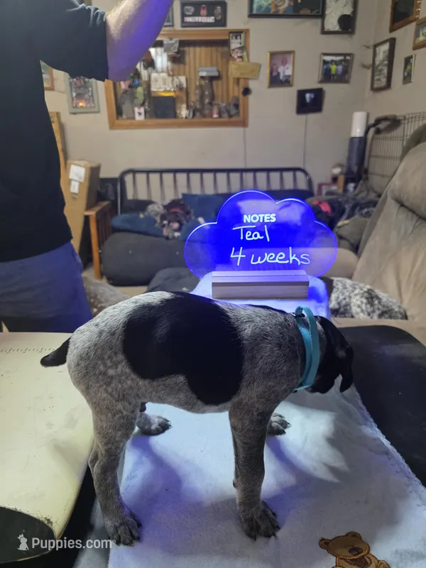 Teal – German Shorthaired Pointer puppy for sale in Custer, WI