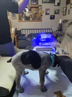 Teal, a male German Shorthaired Pointer for sale in Custer, WI – Photo 3 of 4