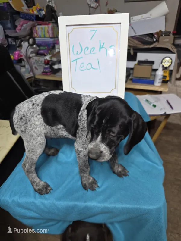 Teal – German Shorthaired Pointer puppy for sale in Custer, WI