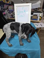 Teal, a male German Shorthaired Pointer for sale in Custer, WI – Photo 2 of 4