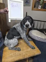 Teal, a male German Shorthaired Pointer for sale in Custer, WI – Photo 1 of 4