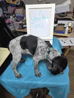 Teal, a male German Shorthaired Pointer for sale in Custer, WI – Photo 4 of 4