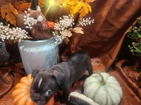 Prince , a male Frenchton for sale in Lima, OH – 5 of 6