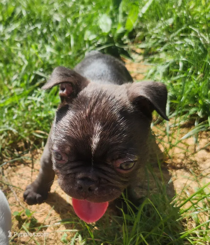 Prince  – Frenchton puppy for sale in Lima, OH