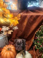 Prince , a male Frenchton for sale in Lima, OH – 4 of 6