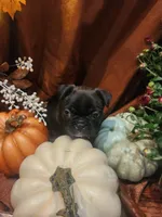 Velvet, a female Frenchton for sale in Lima, OH – 2 of 4