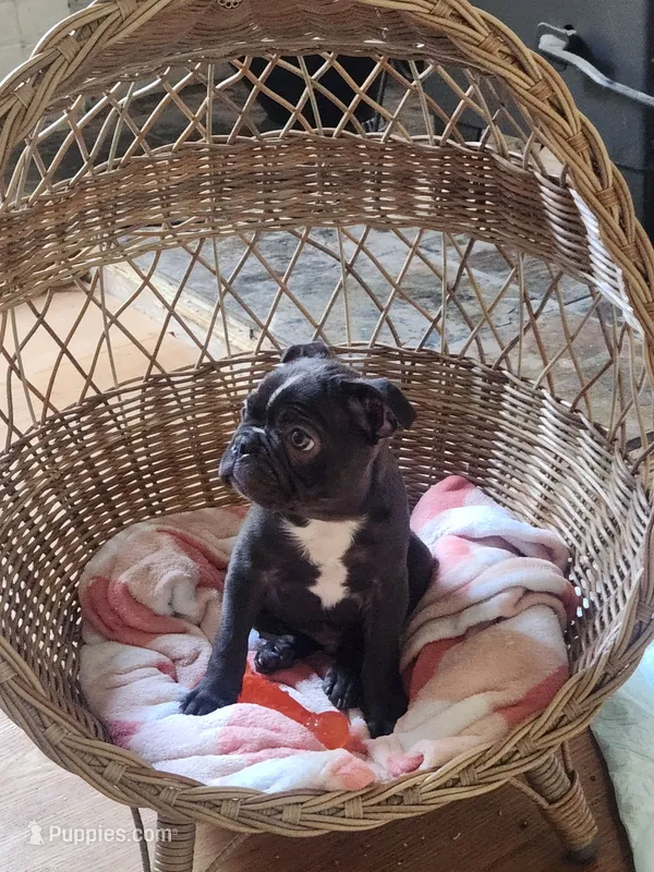 Prince – Frenchton puppy for sale in Lima, OH