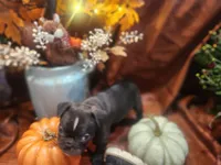 Prince , a male Frenchton for sale in Lima, OH – 3 of 6
