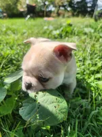 Penny, a female Frenchton for sale in Lima, OH – 3 of 4