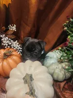 Velvet, a female Frenchton for sale in Lima, OH – 4 of 4