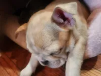 Penny, a female Frenchton for sale in Lima, OH – 2 of 4