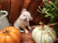 Penny, a female Frenchton for sale in Lima, OH – 4 of 4
