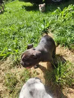 Prince , a male Frenchton for sale in Lima, OH – 2 of 6