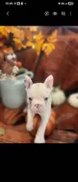 Max, a male Frenchton for sale in Lima, OH – 4 of 4
