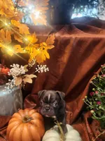 Prince , a male Frenchton for sale in Lima, OH – 6 of 6