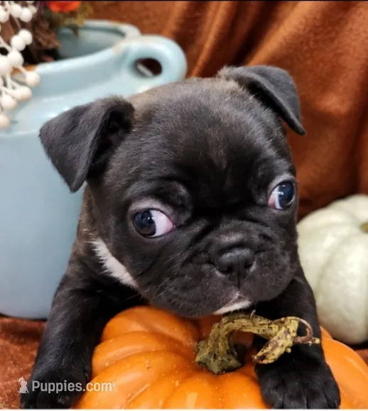 Velvet – Frenchton puppy for sale in Lima, OH