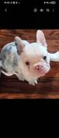 Max, a male Frenchton for sale in Lima, OH – 3 of 4