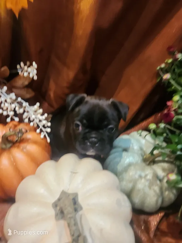 Velvet – Frenchton puppy for sale in Lima, OH