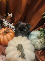 Velvet, a female Frenchton for sale in Lima, OH – 3 of 4