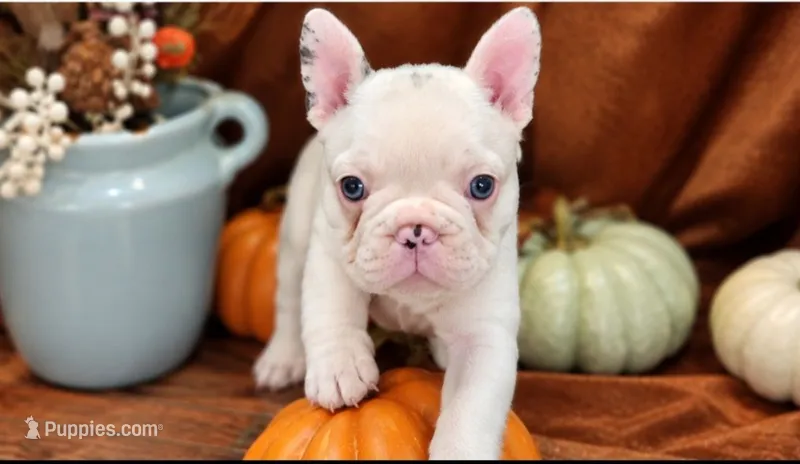 Max – Frenchton puppy for sale in Lima, OH