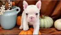 Max, a male Frenchton for sale in Lima, OH – 1 of 4