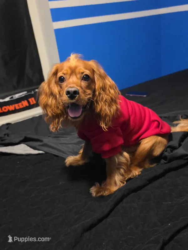 Hunter – Cocker Spaniel puppy for sale in Katy, TX