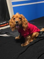 Hunter, a male Cocker Spaniel for sale in Katy, TX – 1 of 1