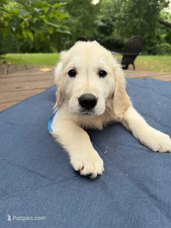 Royalette – Golden Retriever, English Cream Golden Retriever puppy for sale in Dallas, TX