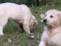 Maroon Boy, a male English Cream Golden Retriever for sale in Dallas, TX – 8 of 10