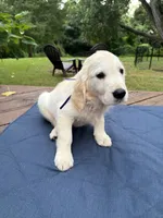Violet, a female English Cream Golden Retriever for sale in Dallas, TX – 3 of 3