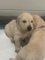 Red girl, a female Golden Retriever and English Cream Golden Retriever for sale in Dallas, TX – 3 of 3