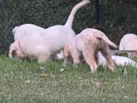 Maroon Boy, a male English Cream Golden Retriever for sale in Dallas, TX – 9 of 10