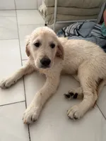 Maroon Boy, a male English Cream Golden Retriever for sale in Dallas, TX – 10 of 10