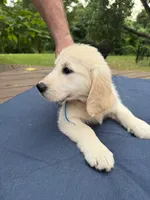 Royalette, a female Golden Retriever and English Cream Golden Retriever for sale in Dallas, TX – 3 of 3
