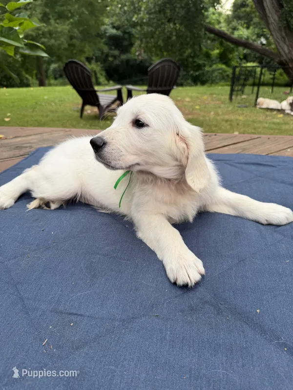 Forest Green Girl – English Cream Golden Retriever puppy on hold in Dallas, TX