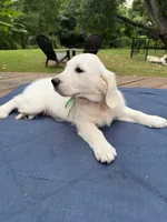 Forest Green Girl, a female English Cream Golden Retriever for sale in Dallas, TX – 1 of 2