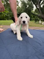 Forest Green Girl, a female English Cream Golden Retriever for sale in Dallas, TX – 2 of 2