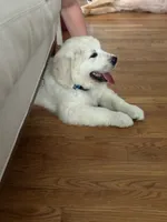 Light Blue Boy, a male Golden Retriever and English Cream Golden Retriever for sale in Dallas, TX – 4 of 6