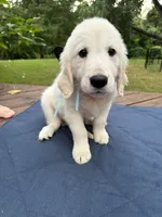Light Blue Boy, a male Golden Retriever and English Cream Golden Retriever for sale in Dallas, TX – 1 of 6
