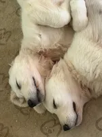 Maroon Boy, a male English Cream Golden Retriever for sale in Dallas, TX – 4 of 10