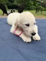 Maroon Boy, a male English Cream Golden Retriever for sale in Dallas, TX – 3 of 3