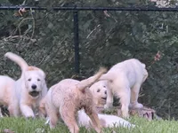 Maroon Boy, a male English Cream Golden Retriever for sale in Dallas, TX – 6 of 10