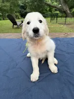 Yellow Girl, a female Golden Retriever and English Cream Golden Retriever for sale in Dallas, TX – 3 of 3