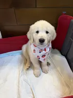 Red girl, a female Golden Retriever and English Cream Golden Retriever for sale in Dallas, TX – 1 of 3