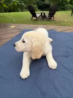 Violet, a female English Cream Golden Retriever for sale in Dallas, TX – 2 of 3
