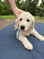 Royalette, a female Golden Retriever and English Cream Golden Retriever for sale in Dallas, TX – 2 of 3