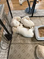 Yellow Girl, a female Golden Retriever and English Cream Golden Retriever for sale in Dallas, TX – 4 of 10