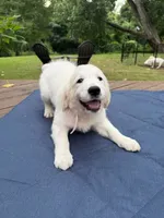 Pink Girl, a female Golden Retriever and English Cream Golden Retriever for sale in Dallas, TX – 3 of 3